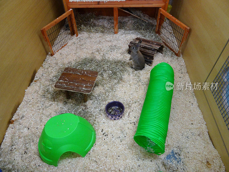 室内兔笼/圈，隧道，木屋，木屑/锯末